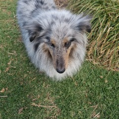 find a babysitter Cindy