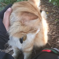 Olive profile picture