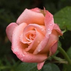 Magda profile picture