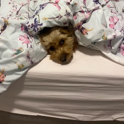 Merle profile picture