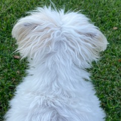 Josie profile picture