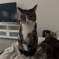 Tillie profile picture