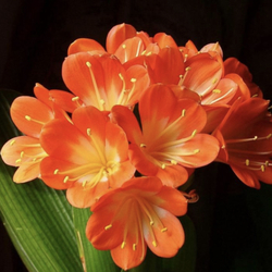 Tricia profile picture