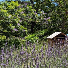 Rada profile picture